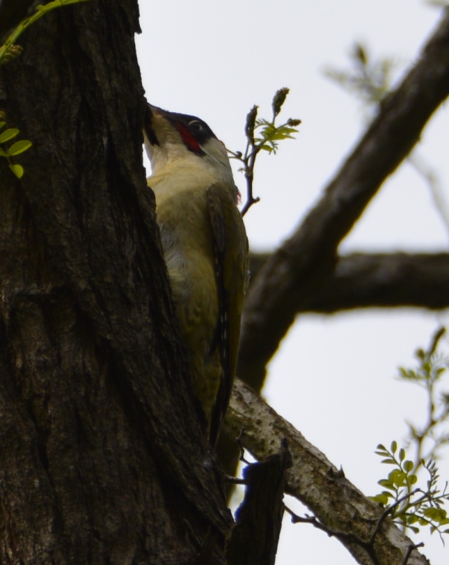 European Green Woodpecker