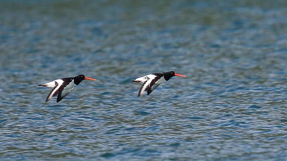 Eurasian Oystercatcher