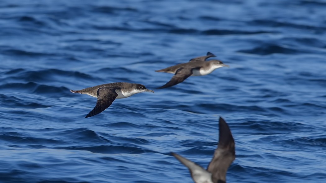 Yelkouan Shearwater