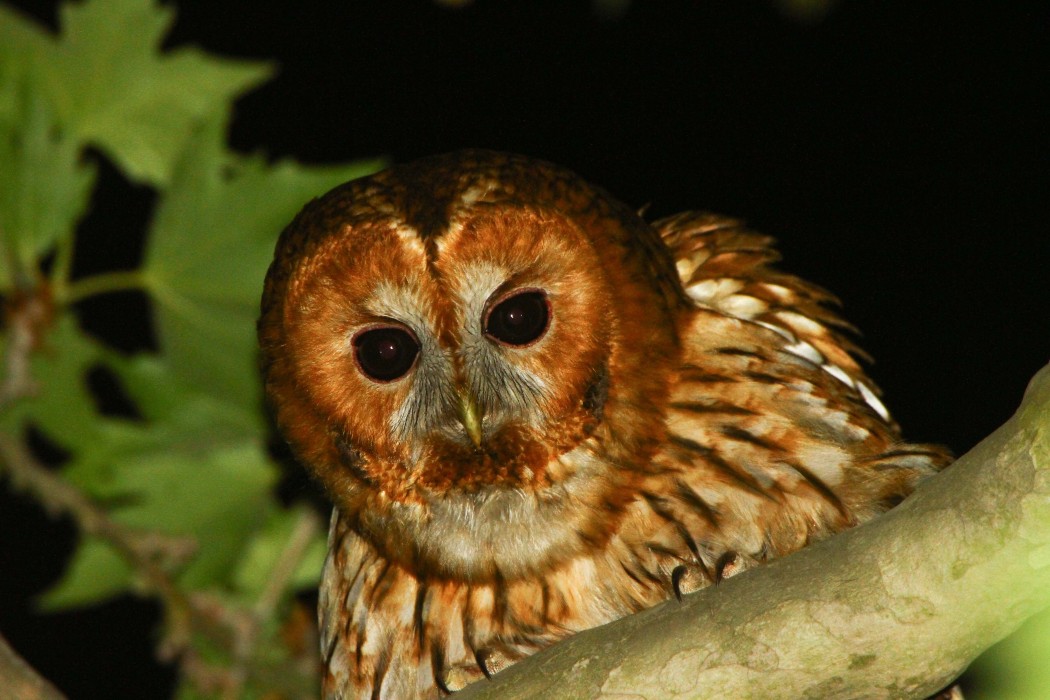 Tawny Owl