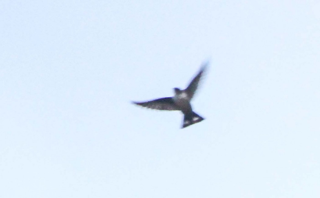 Eurasian Crag Martin