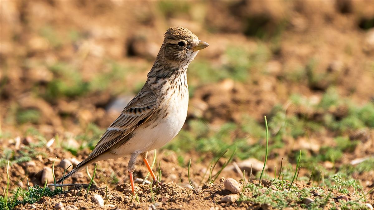 Turkestan Short-toed Lark