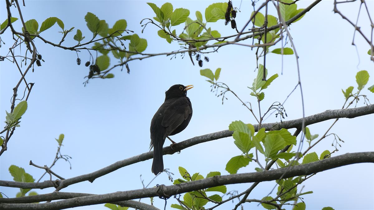 Karatavuk