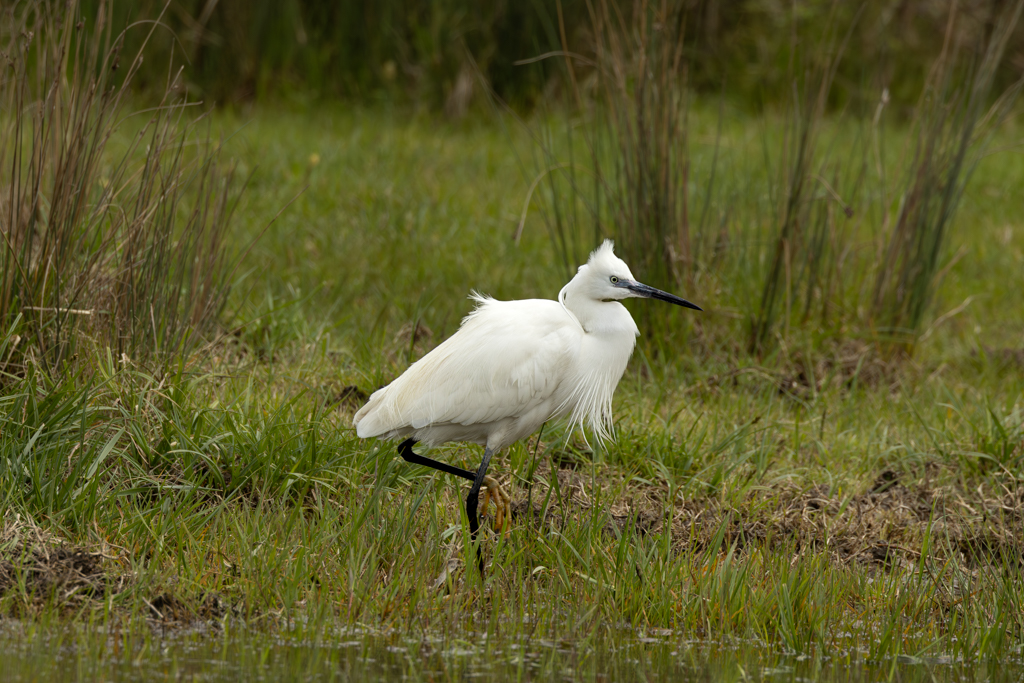 Little Egret