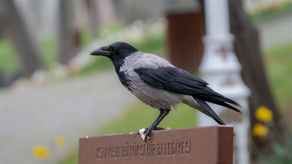 Leş Kargası