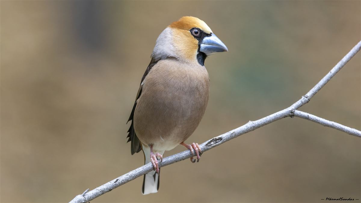 Kocabaş