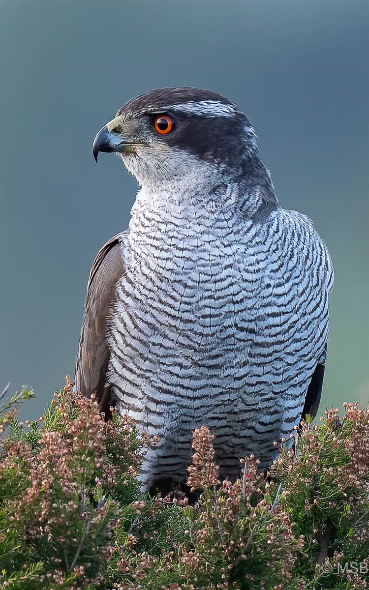 Çakır