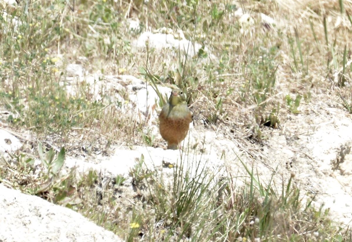 Kirazkuşu