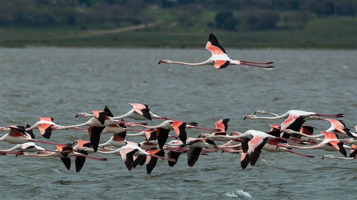 Flamingo