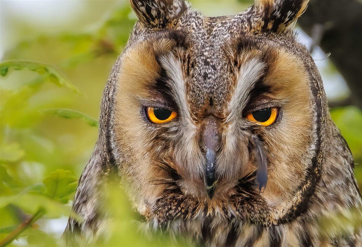 Long-eared Owl