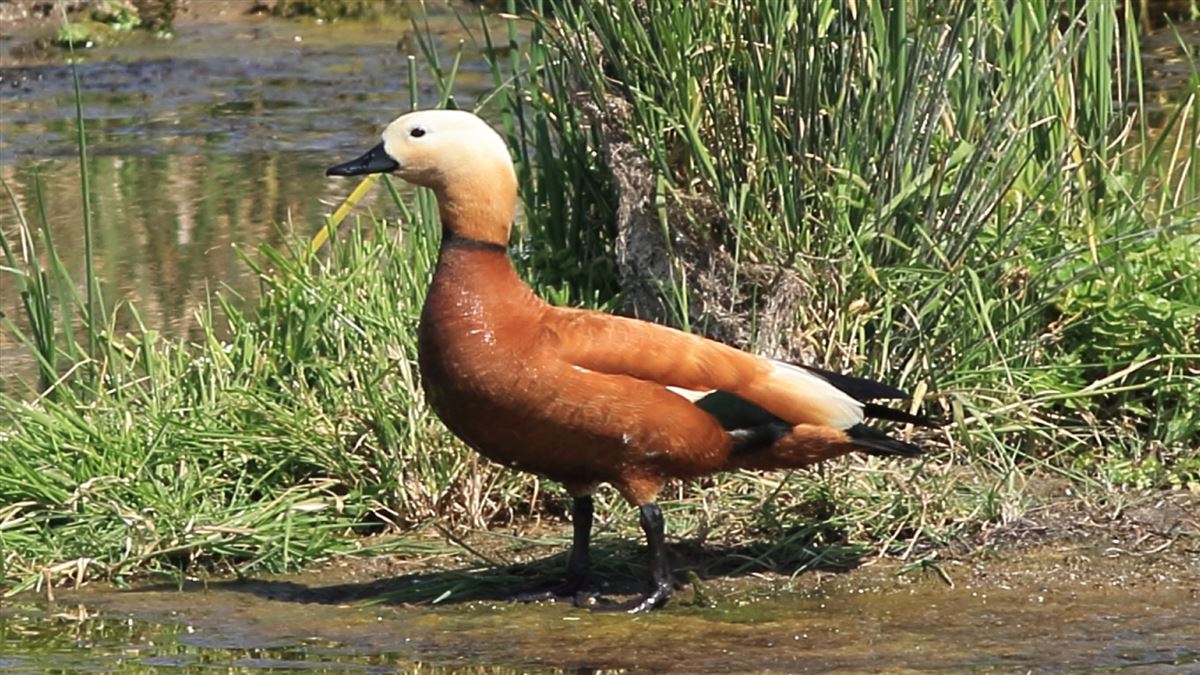Angıt