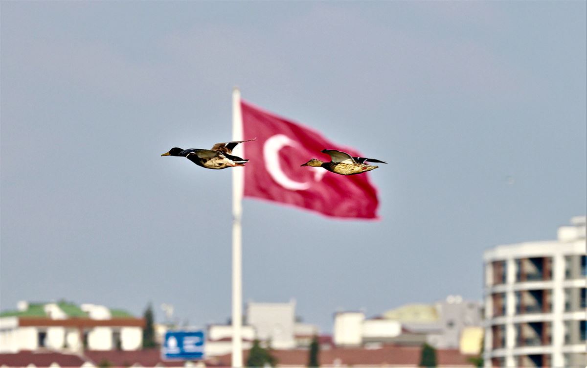 Yeşilbaş