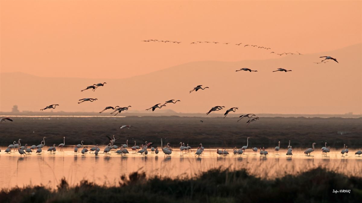 Flamingo