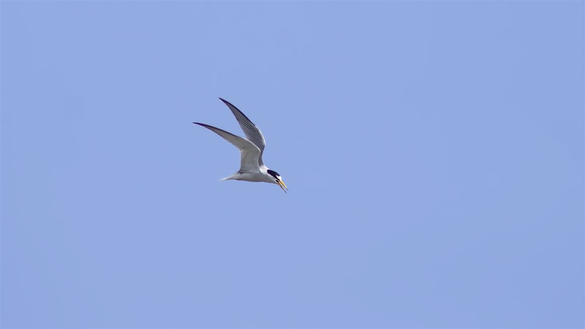 Küçük Sumru
