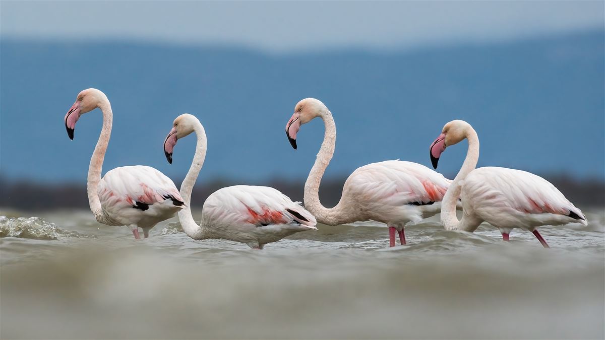 Flamingo