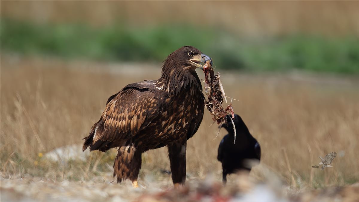Akkuyruklu Kartal