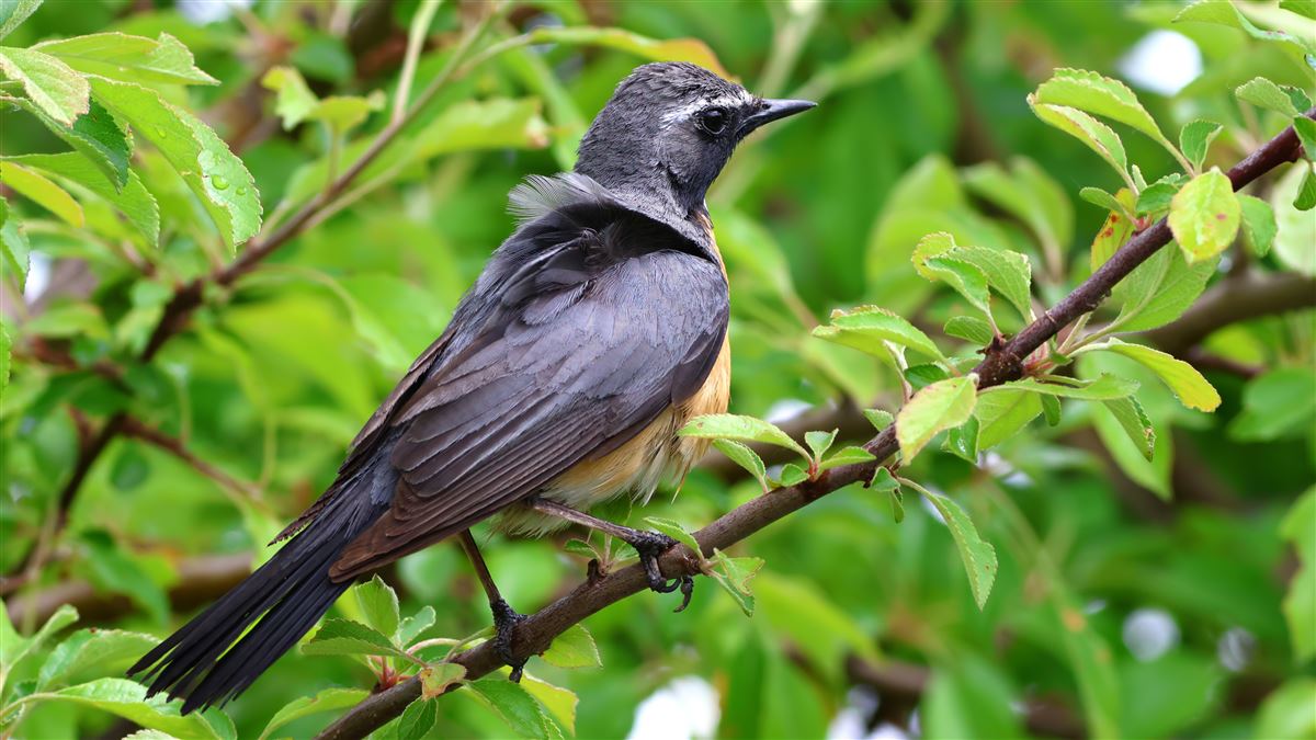 Taşbülbülü