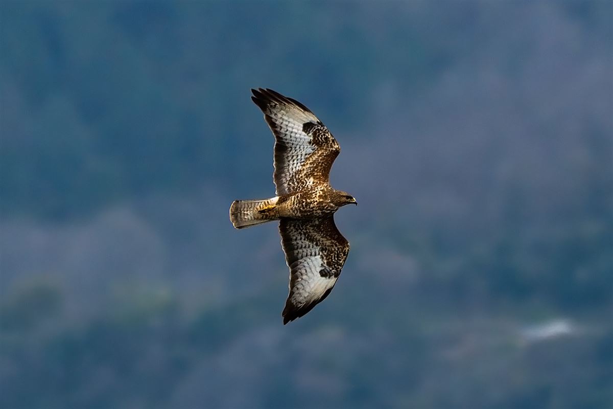 Şahin