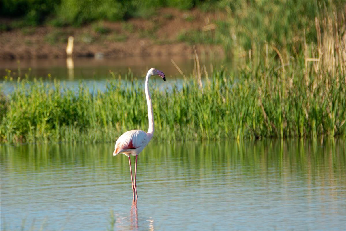 Flamingo
