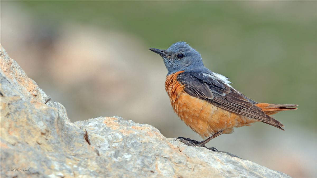 Taşkızılı