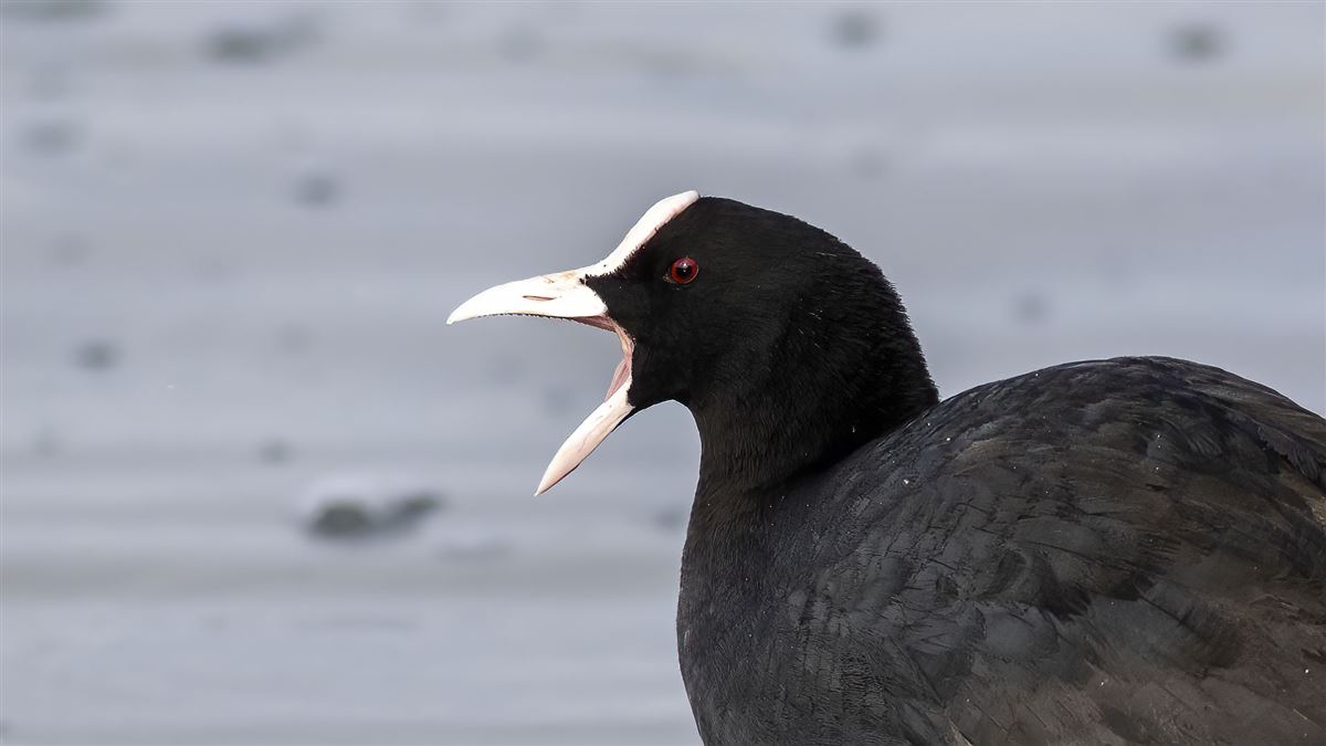 Sakarmeke