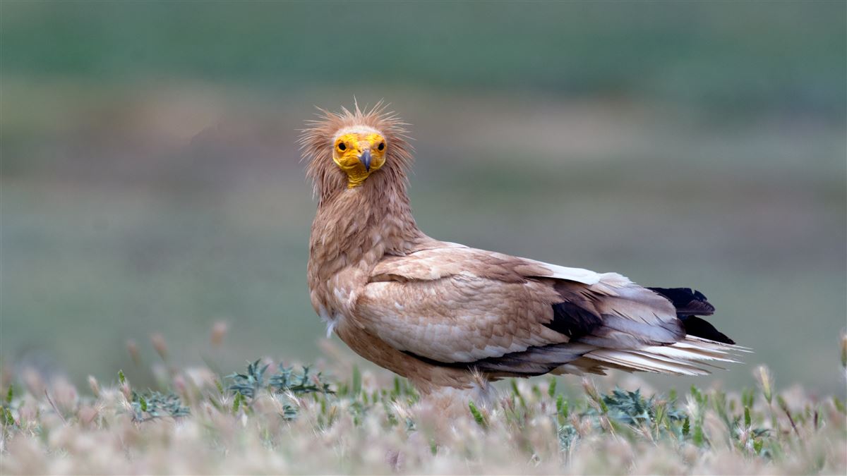 Küçük Akbaba