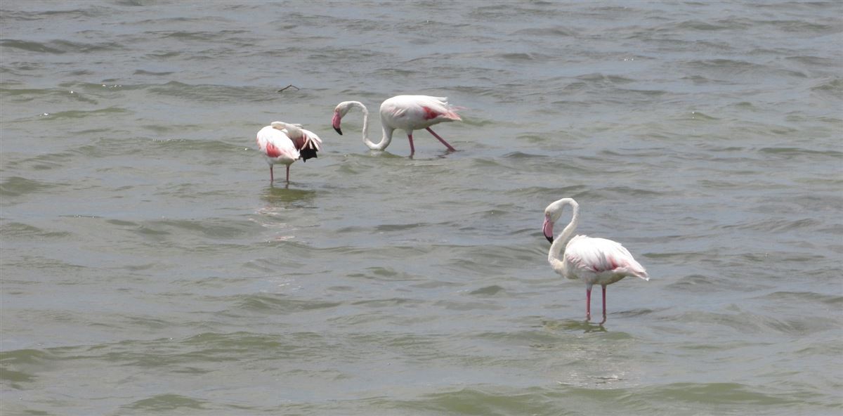 Flamingo