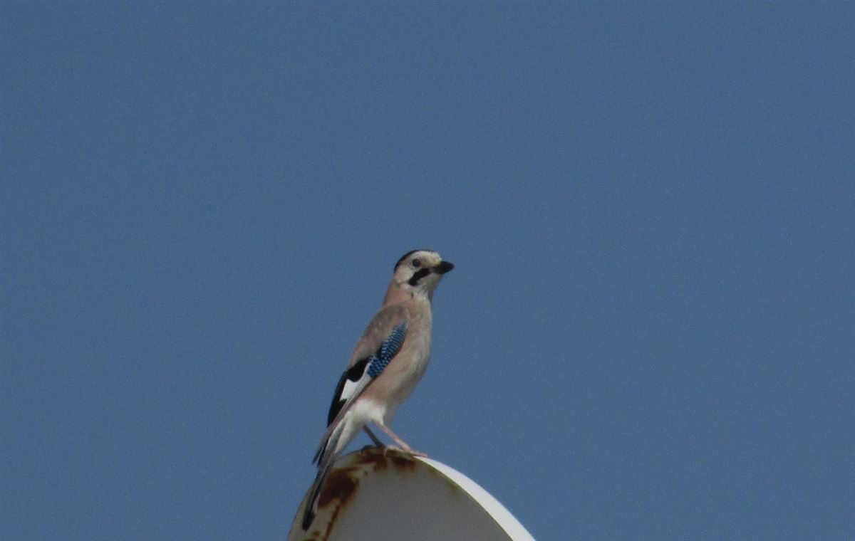 Alakarga