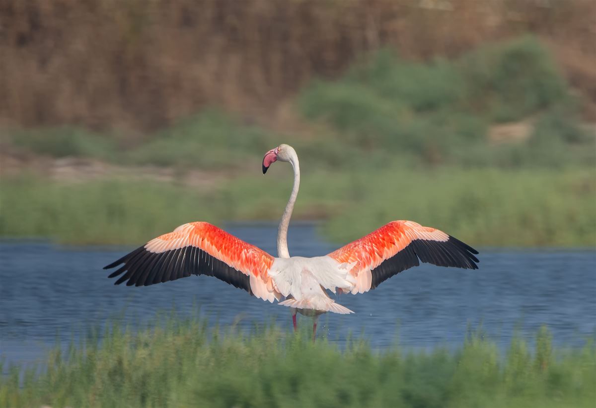 Flamingo