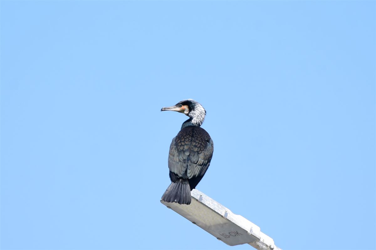 Karabatak