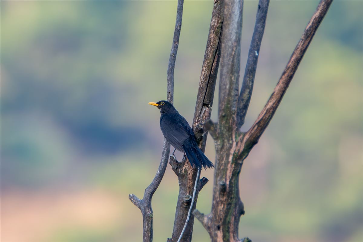 Karatavuk