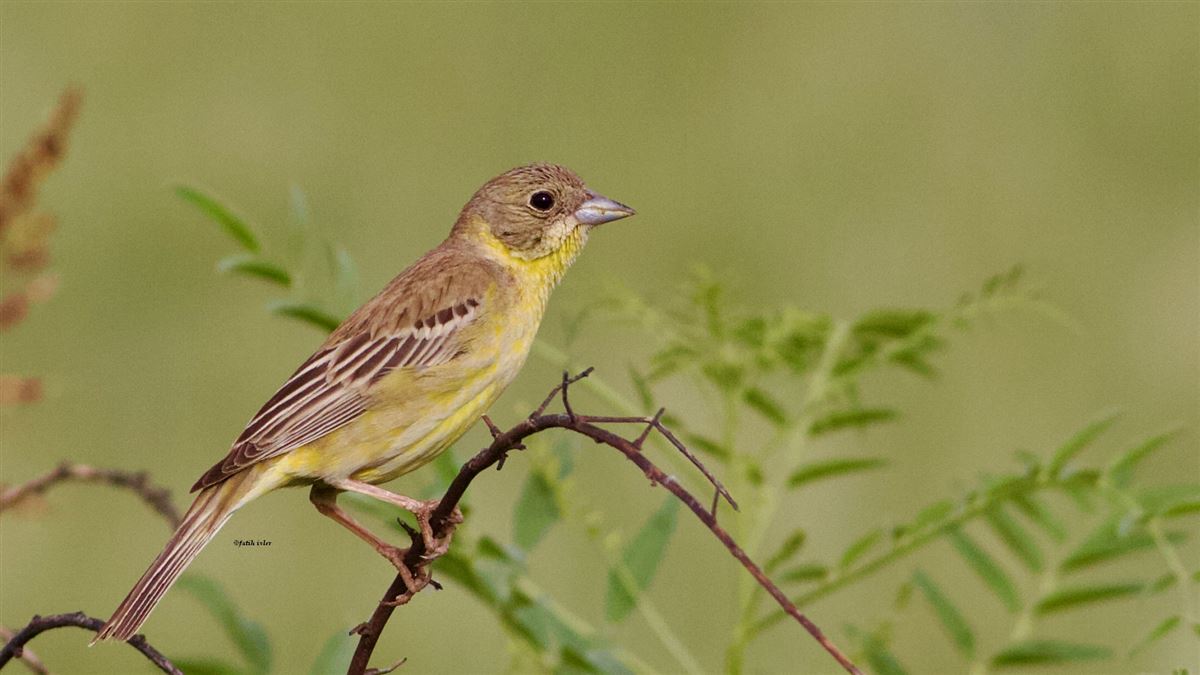 Karabaşlı Kirazkuşu