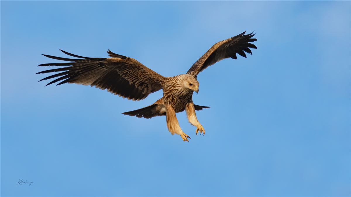 Şah Kartal