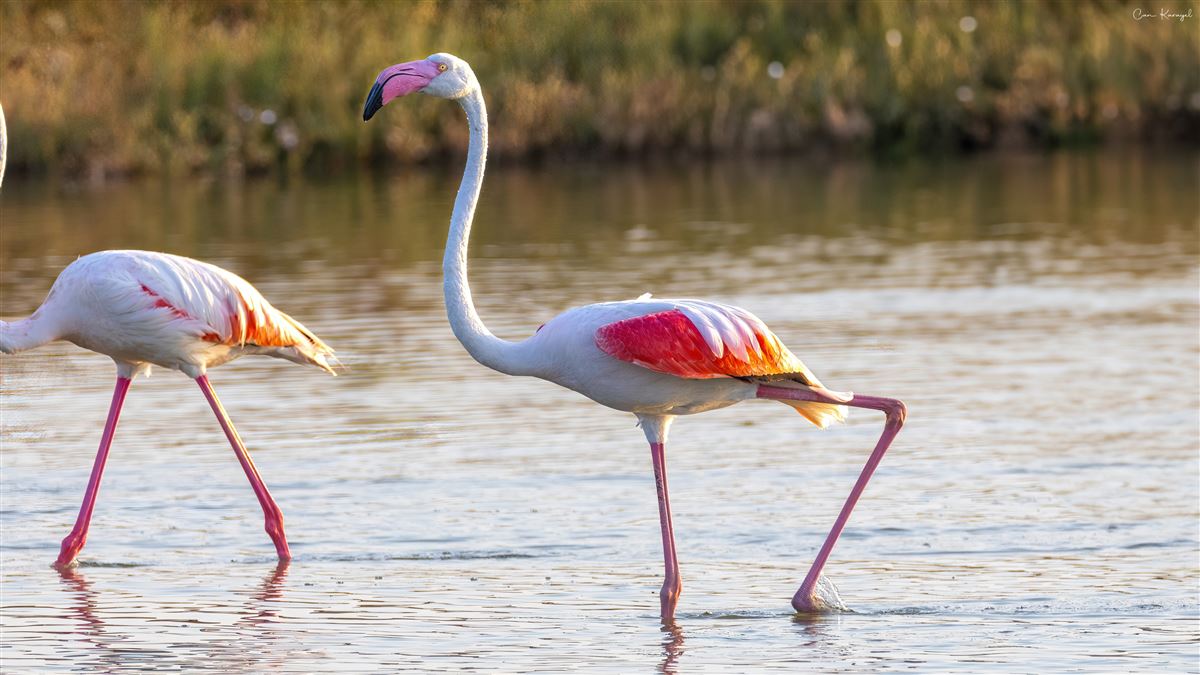 Flamingo