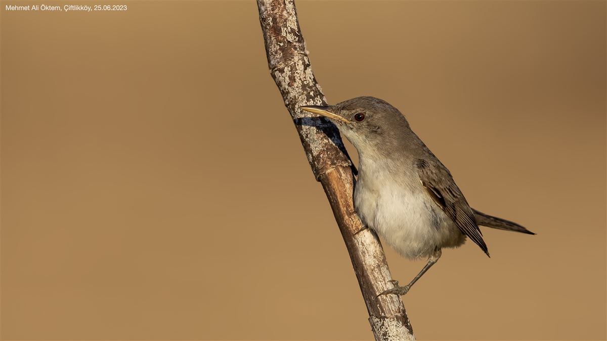 Zeytin Mukallidi