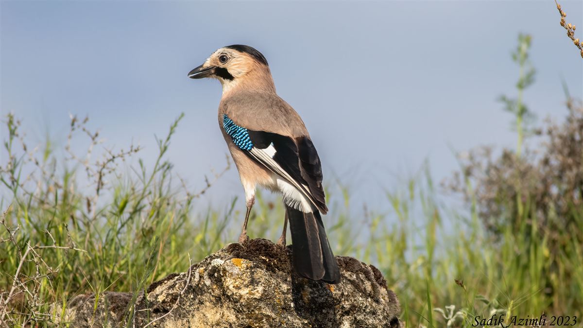Alakarga