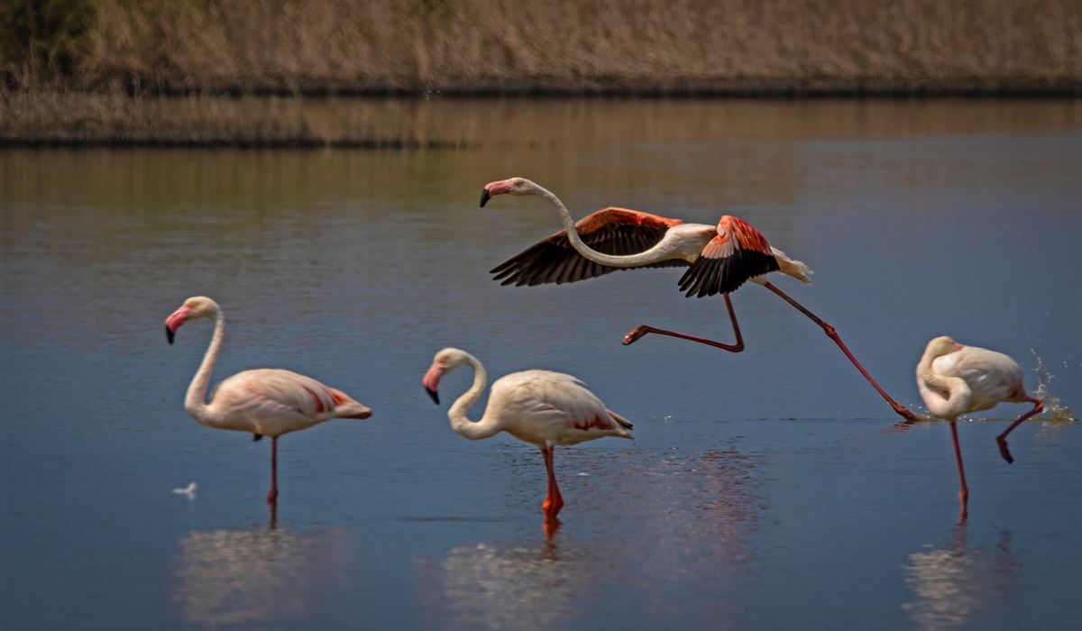 Flamingo