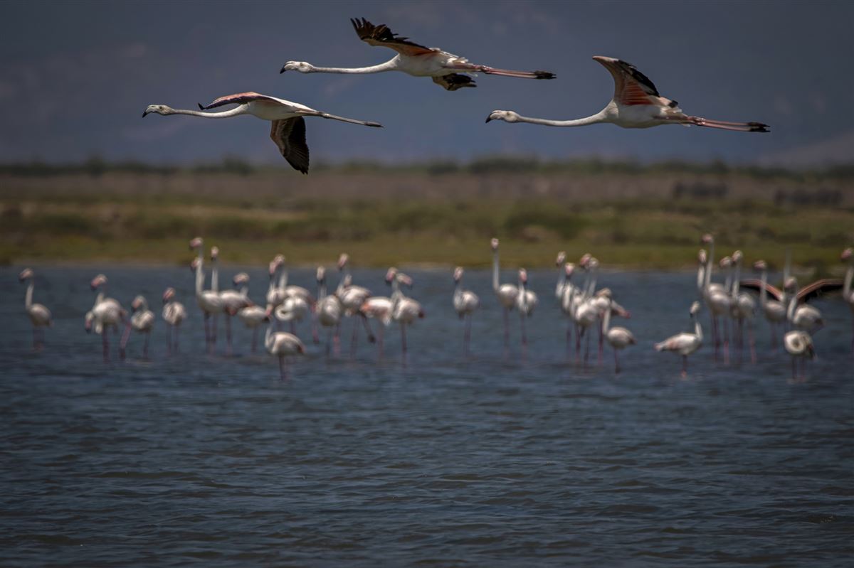 Flamingo