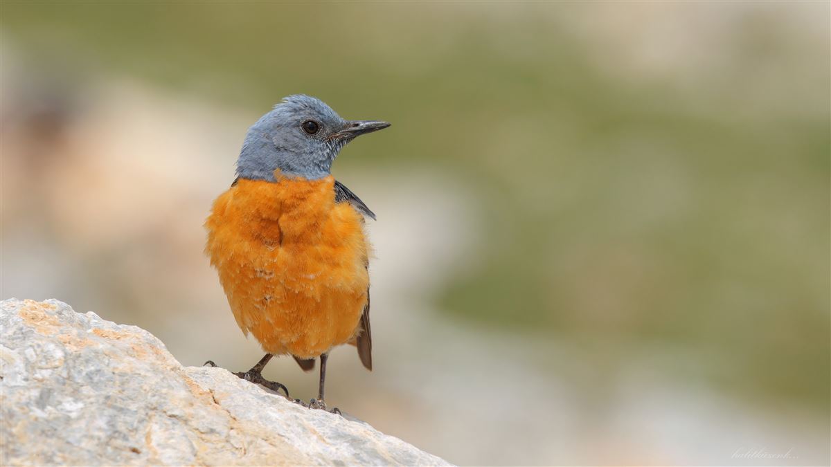 Taşkızılı