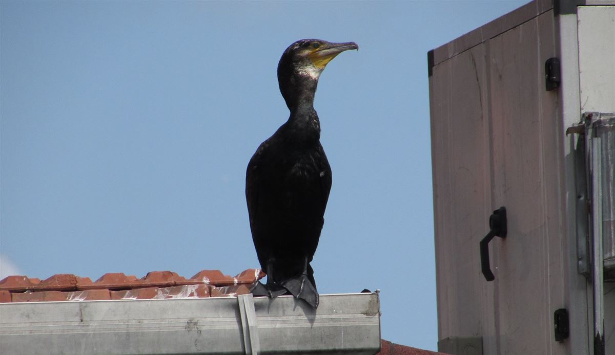 Karabatak