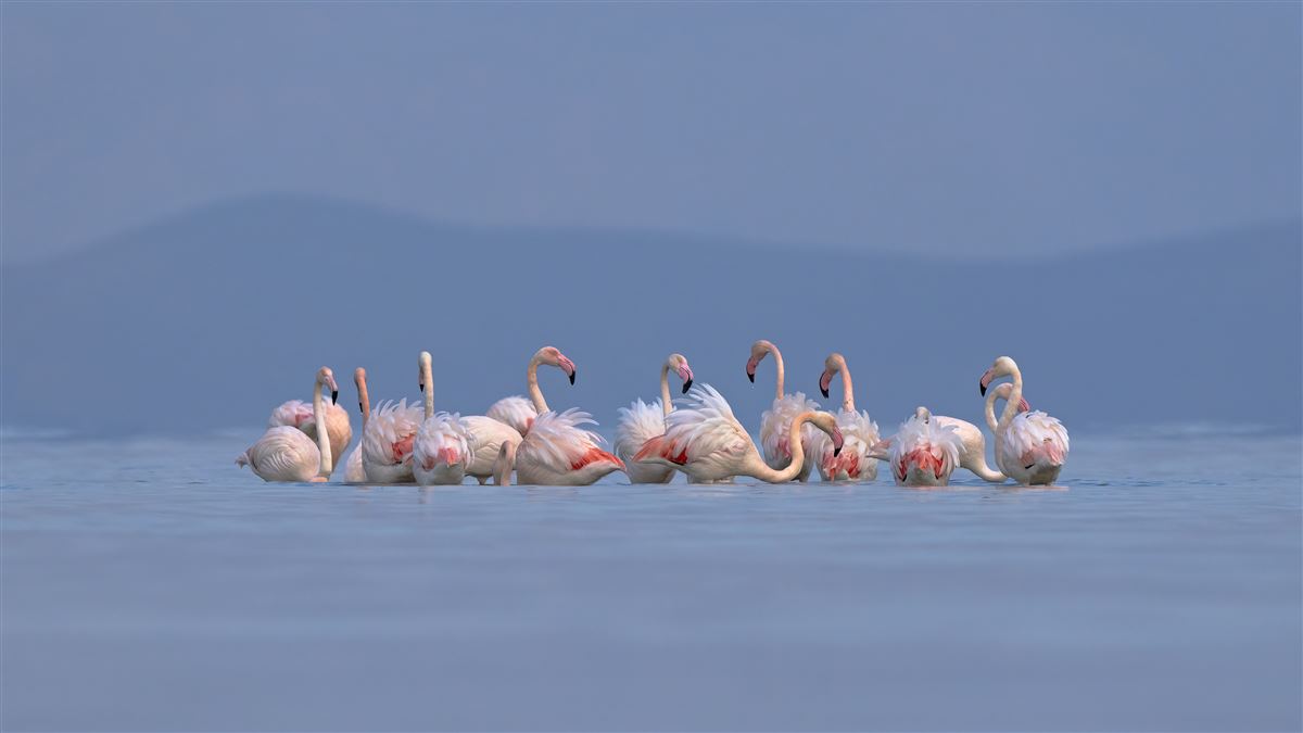 Flamingo