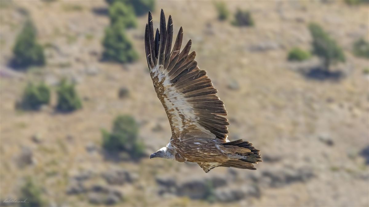 Kızıl Akbaba