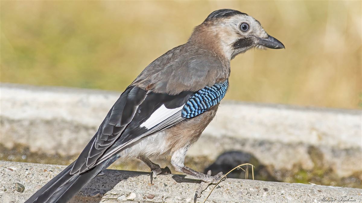 Alakarga
