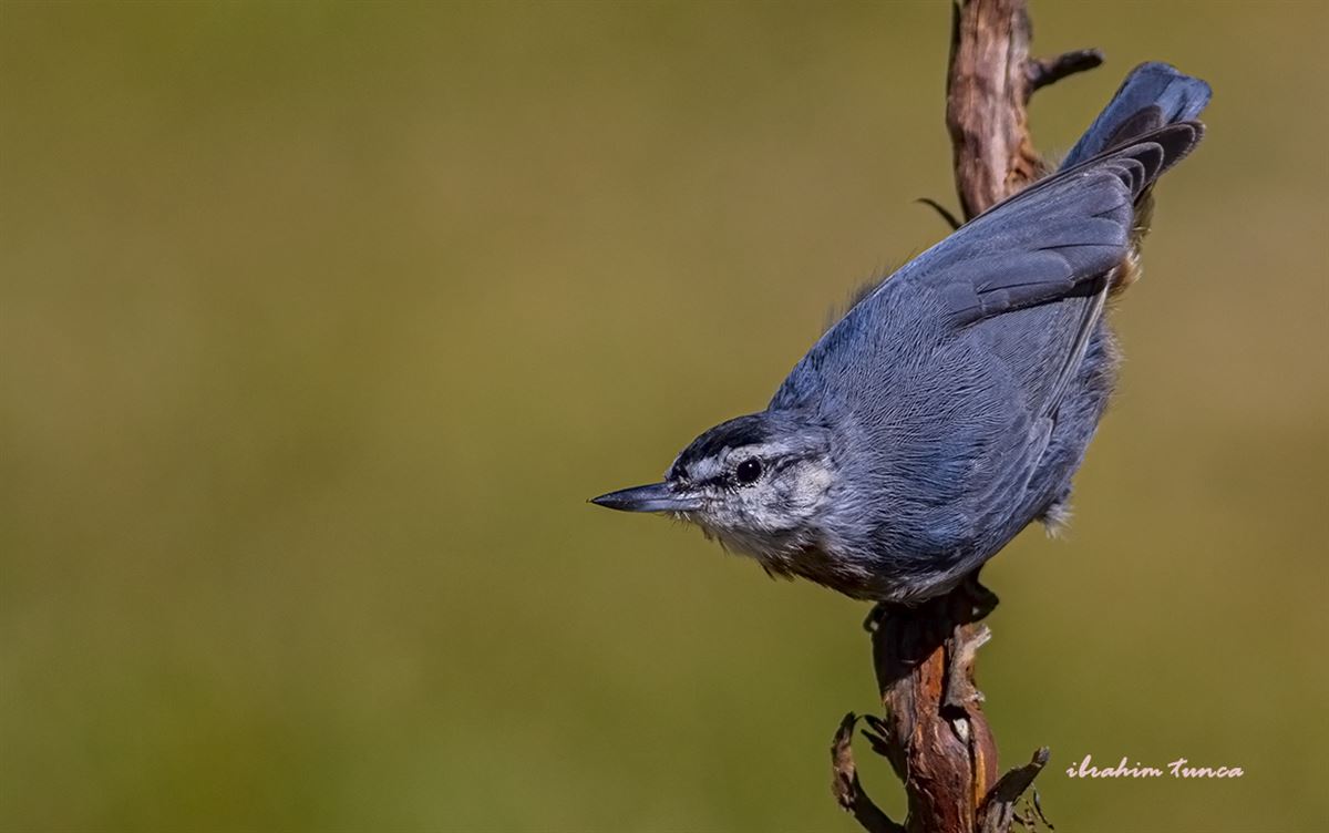 Anadolu Sıvacısı