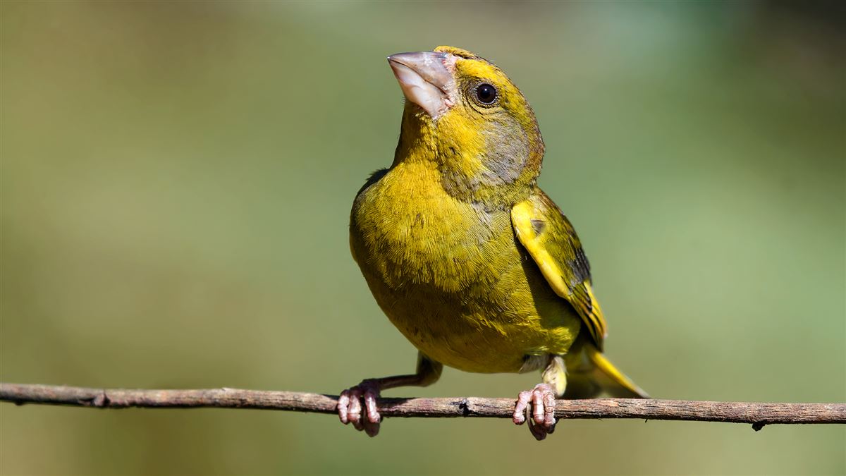 Florya