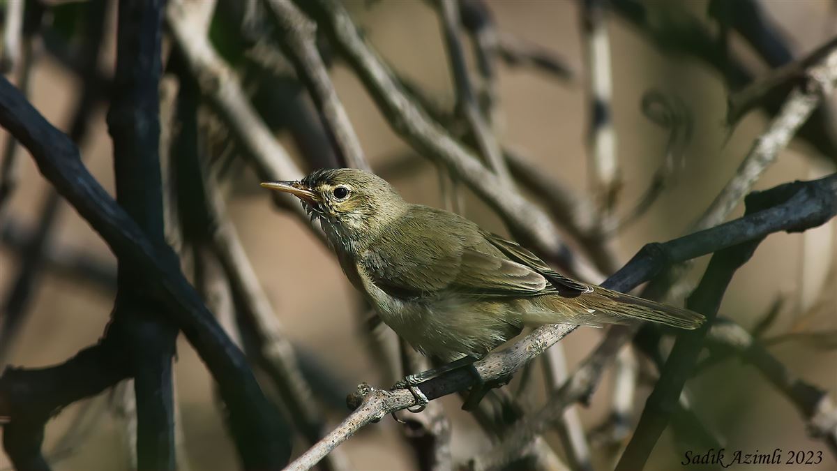 Zeytin Mukallidi