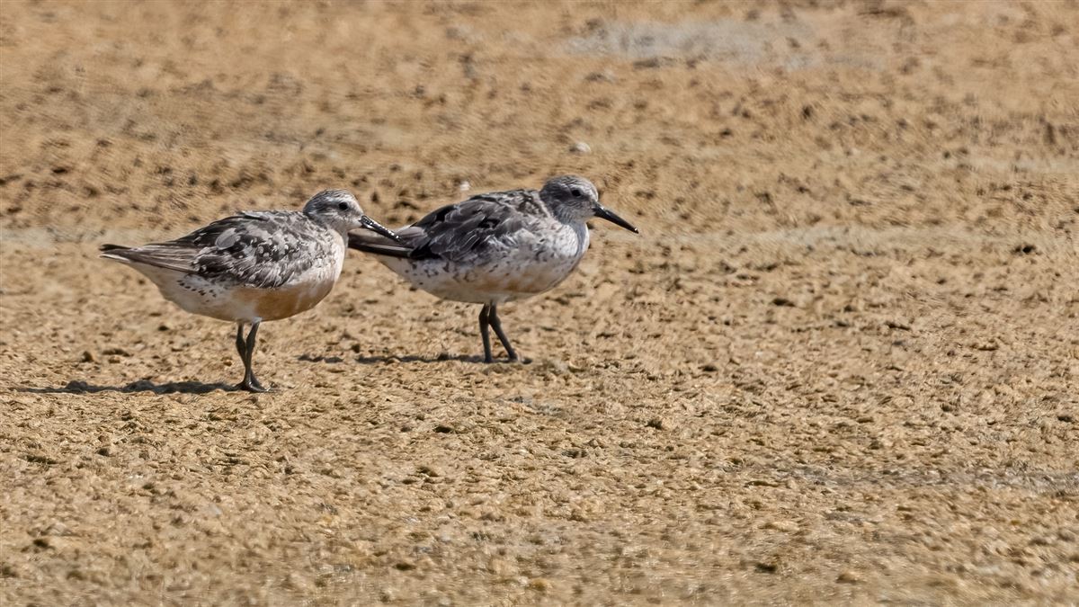 Büyük Kumkuşu