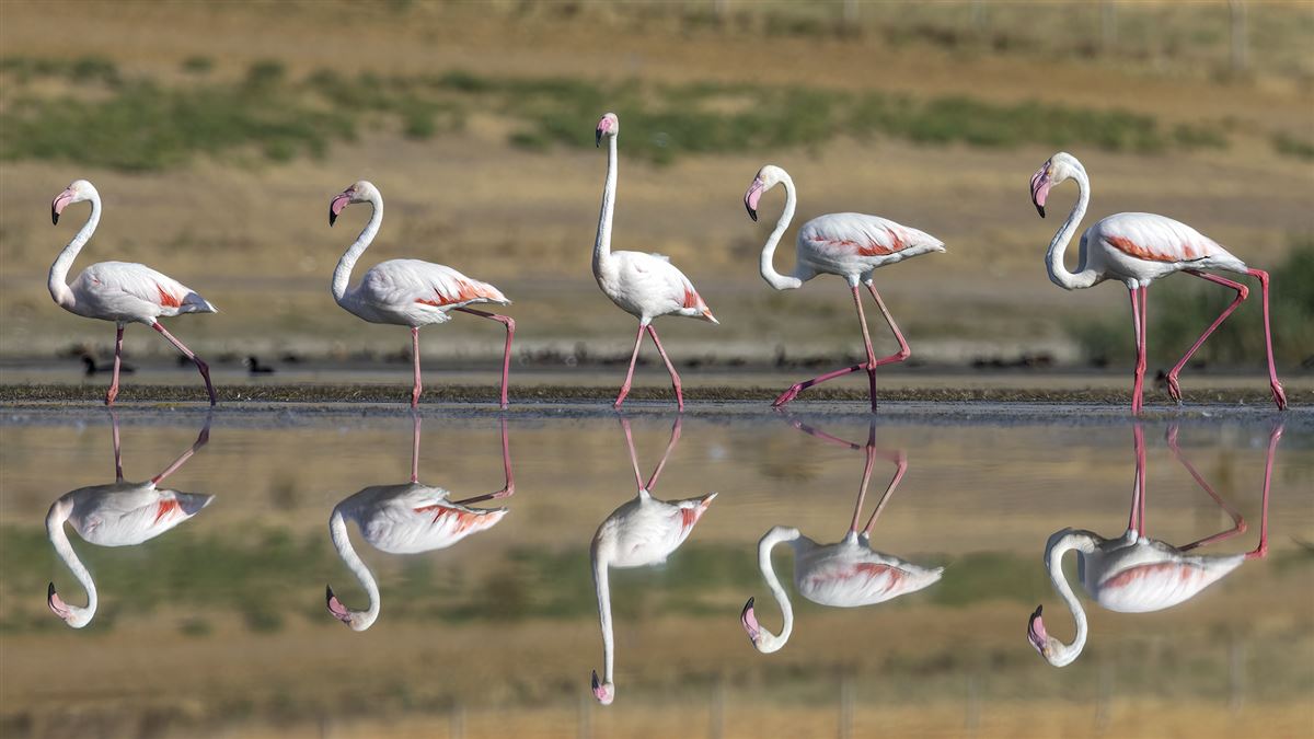 Flamingo