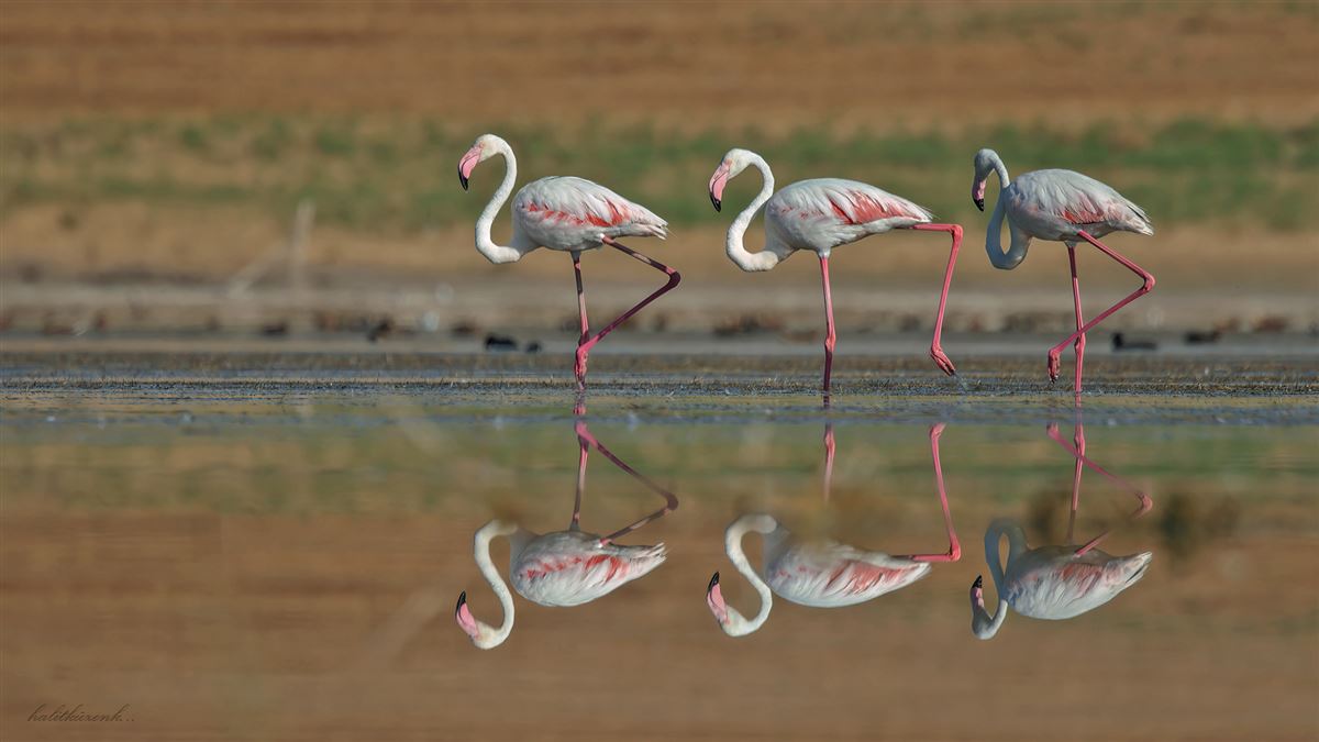 Flamingo