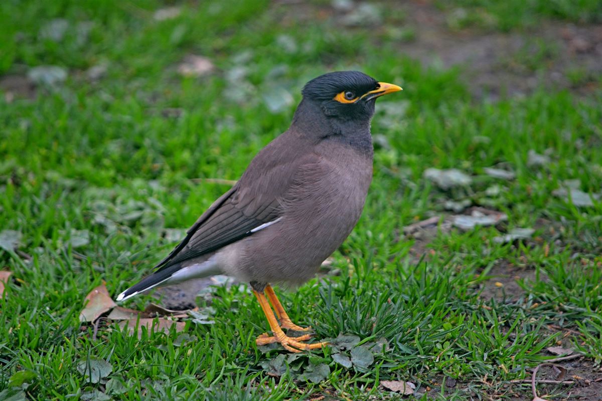 Çiğdeci